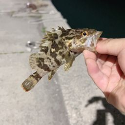 タケノコメバル