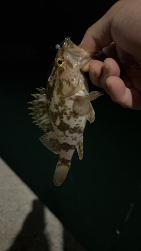 タケノコメバルの釣果