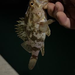 タケノコメバル