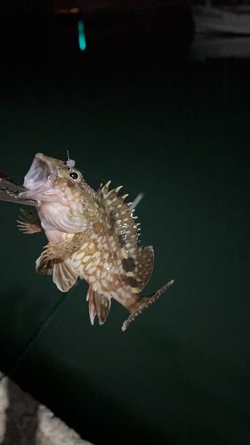 カサゴの釣果