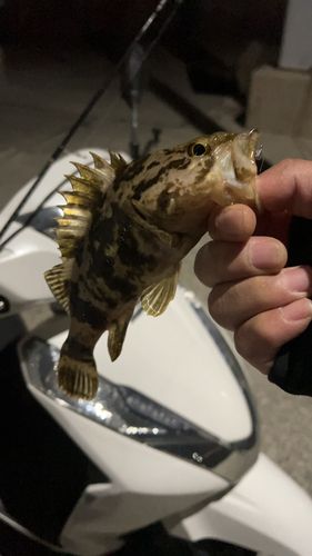 タケノコメバルの釣果