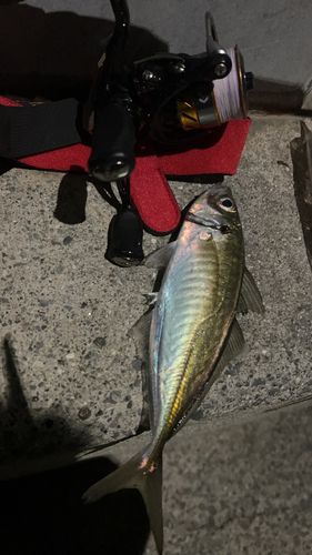 タケノコメバルの釣果
