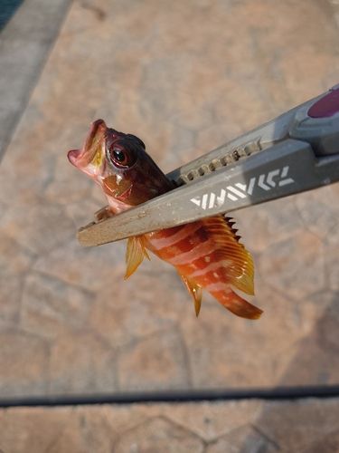 キジハタの釣果