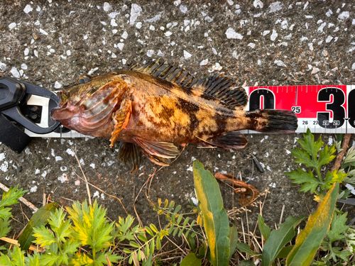カサゴの釣果