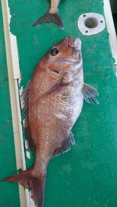 マダイの釣果