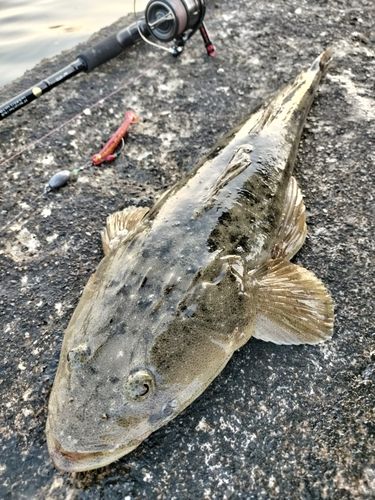 マゴチの釣果
