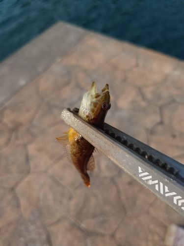 アナハゼの釣果