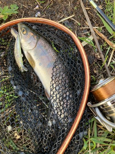 ヤマメの釣果