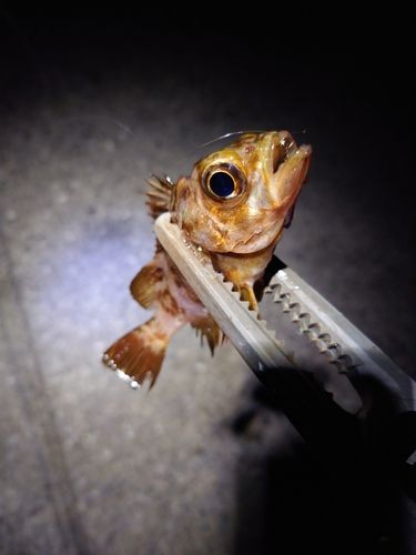メバルの釣果