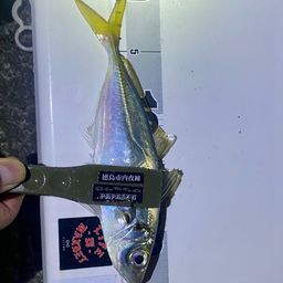 アジ