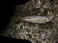 ヤリイカの釣果