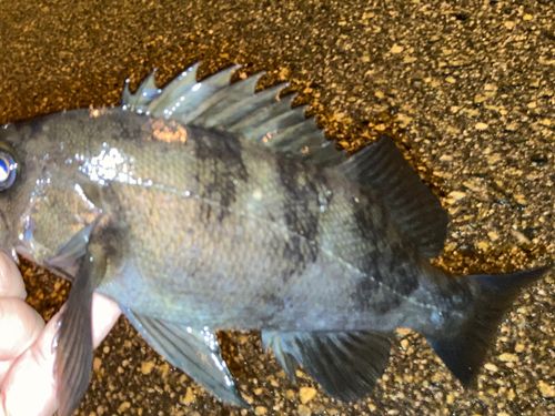 クロメバルの釣果