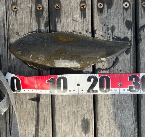 シタビラメの釣果