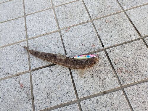 エソの釣果