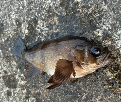 メバルの釣果