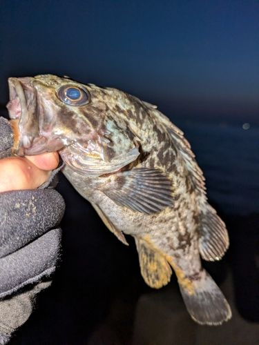 クロソイの釣果