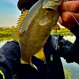 スモールマウスバス