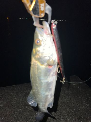 シーバスの釣果