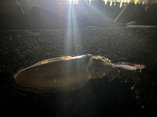 コウイカの釣果