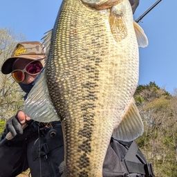 ブラックバス