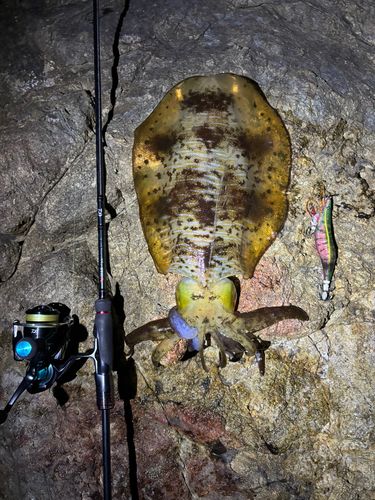 アオリイカの釣果