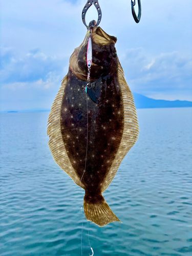 ヒラメの釣果