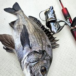 クロダイ