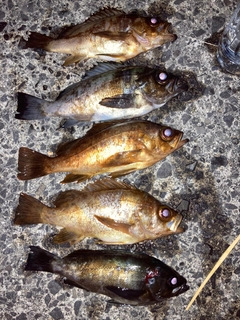 メバルの釣果