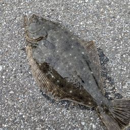 ヒラメ