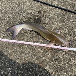 アメリカナマズ