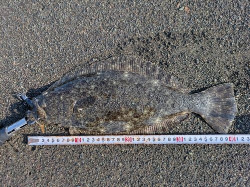 ヒラメの釣果