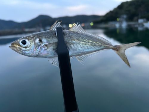 マアジの釣果