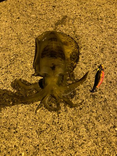 アオリイカの釣果