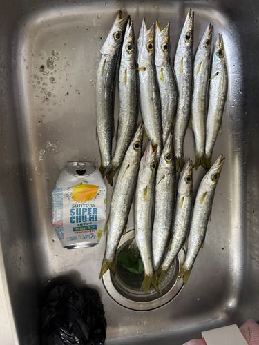 カマスの釣果