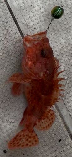 オニカサゴの釣果