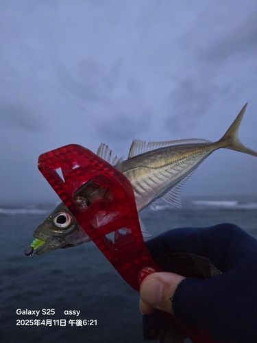 マアジの釣果