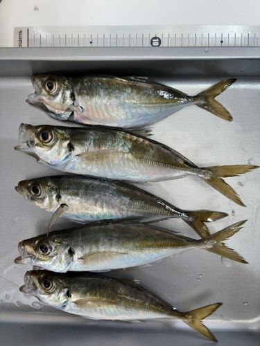 アジの釣果