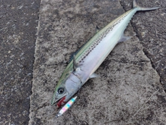 サゴシの釣果
