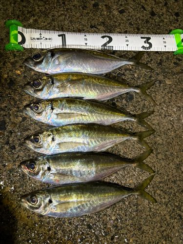 アジの釣果