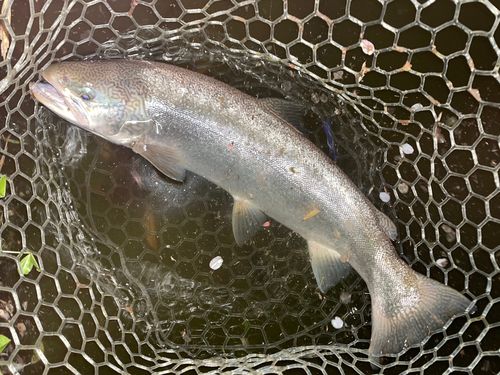 ロックトラウト