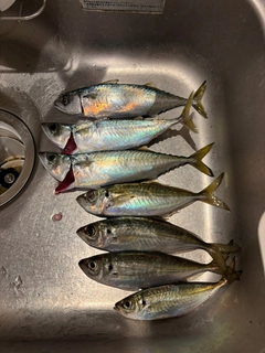 アジの釣果