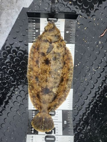 ババガレイの釣果