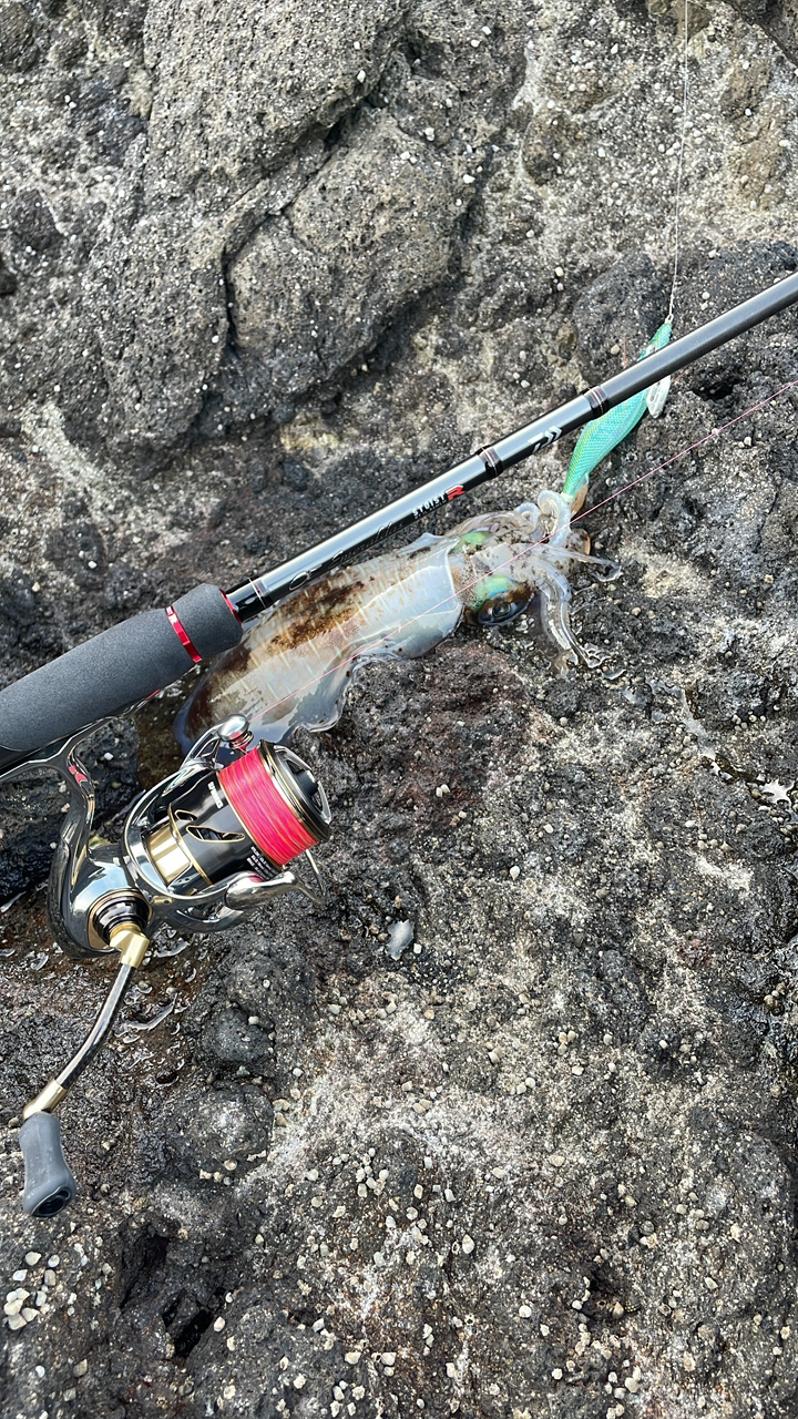 DAIWA 22イグジスト LT2500Sの最安値・インプレ・釣果 | 本音の