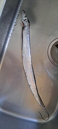 タチウオの釣果