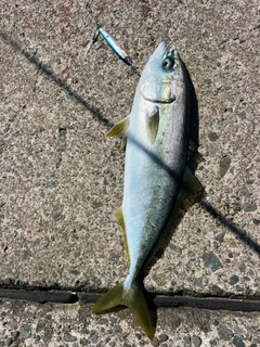 イナダの釣果