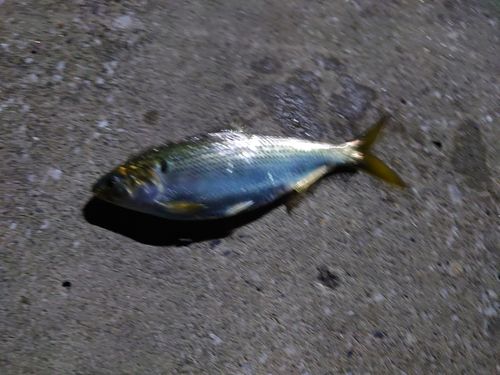 コノシロの釣果