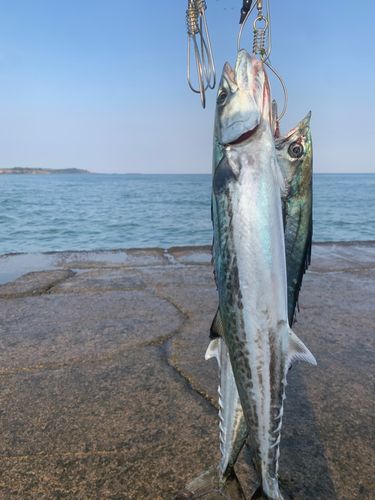 サゴシの釣果