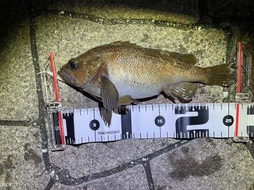 エゾメバルの釣果