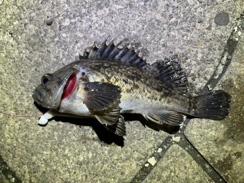 クロソイの釣果