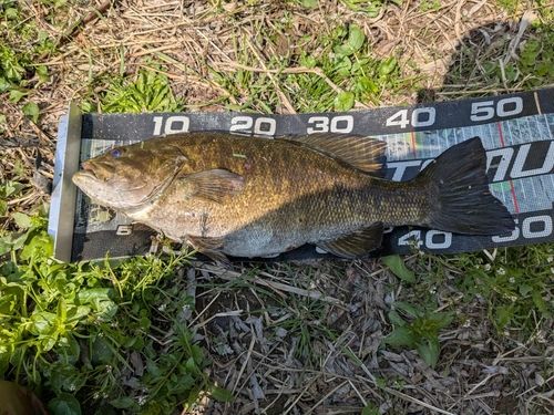 スモールマウスバスの釣果